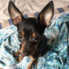 Подробнее об объявлении «Анапа Пропала собака кобель розыск» Фото: пропала собака Русский той-терьер «Анапа Пропала собака кобель розыск» в г. Анапа