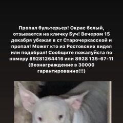 Подробнее об объявлении «Ростов-на-Дону Пропала собака кобель» Фото: пропала собака Бультерьер «Ростов-на-Дону Пропала собака кобель» в г. Ростов-на-Дону