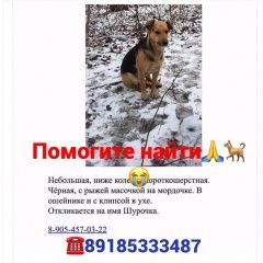 Подробнее об объявлении «Ростов-на-Дону Пропала собака» Фото: пропала собака  «Ростов-на-Дону Пропала собака» в г. Ростов-на-Дону