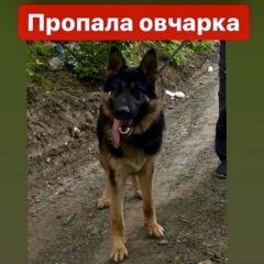 Подробнее об объявлении «Ростов-на-Дону Пропала собака» Фото: пропала собака Немецкая овчарка «Ростов-на-Дону Пропала собака» в г. Ростов-на-Дону