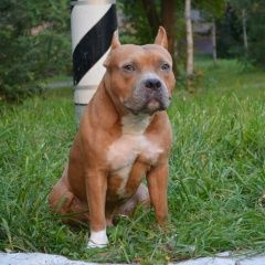 Подробнее об объявлении «Пропала собака кобель украли собаку Санкт-Петербург» Фото: пропала собака Стаффордширский бультерьер «Пропала собака кобель украли собаку...» в г. Санкт-Петербург