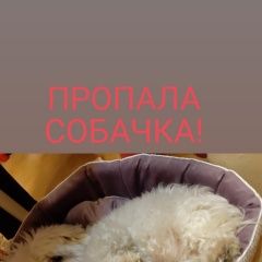 Подробнее об объявлении «Жуковский Пропала собака мальтийская болонка» Фото: пропала собака Мальтийская болонка «Жуковский Пропала собака мальтийская болонка» в г. Жуковский
