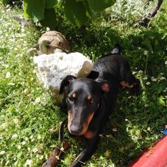 Подробнее об объявлении «Пропала собака ягдтерьер Адлер» Фото: пропала собака Ягд-терьер «Пропала собака ягдтерьер Адлер» в г. Адлер