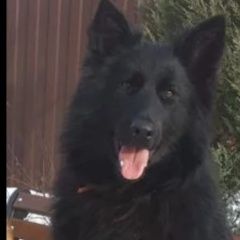 Подробнее об объявлении «Пропала собака Электросталь» Фото: пропала собака Немецкая овчарка «Пропала собака Электросталь» в г. Электросталь