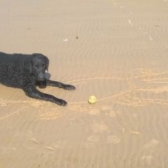 Подробнее об объявлении «Пропала собака кобель Сестрорецк» Фото: пропала собака Лабрадор ретривер «Пропала собака кобель Сестрорецк» в г. Сестрорецк