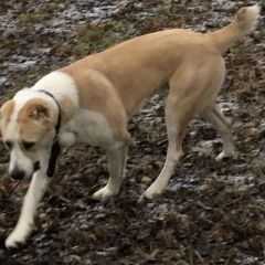 Подробнее об объявлении «Пропала собака Санкт-Петербург» Фото: пропала собака Среднеазиатская овчарка «Пропала собака Санкт-Петербург» в г. Санкт-Петербург