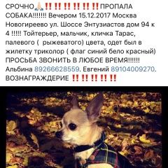 Подробнее об объявлении «Пропала собака кобель срочно ищем Москва» Фото: пропала собака Той-терьер «Пропала собака кобель срочно ищем Москва» в г. Москва