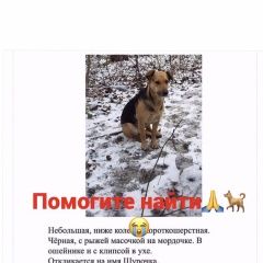 Подробнее об объявлении «Ростов-на-Дону Пропала собака» Фото: пропала собака  «Ростов-на-Дону Пропала собака» в г. Ростов-на-Дону