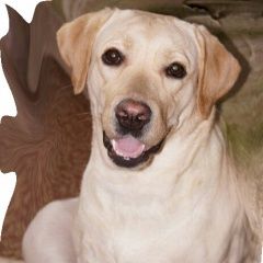 Подробнее об объявлении «Пропала собака лабрадор около 24шк, дома творчества Кемерово» Фото: пропала собака Лабрадор ретривер «Пропала собака лабрадор около 24шк, дома...» в г. Кемерово