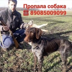 Подробнее об объявлении «Ростов-на-Дону Пропала собака» Фото: пропала собака Дратхаар «Ростов-на-Дону Пропала собака» в г. Ростов-на-Дону