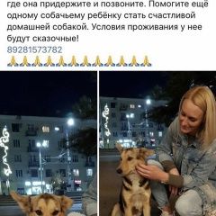 Подробнее об объявлении «Ростов-на-Дону Пропала собака» Фото: пропала собака  «Ростов-на-Дону Пропала собака» в г. Ростов-на-Дону
