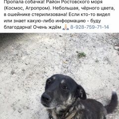 Подробнее об объявлении «Ростов-на-Дону Пропала собака» Фото: пропала собака  «Ростов-на-Дону Пропала собака» в г. Ростов-на-Дону