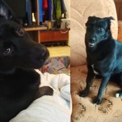 Подробнее об объявлении «Пропала собака Барабинск» Фото: пропала собака  «Пропала собака Барабинск» в г. Барабинск