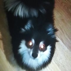 Подробнее об объявлении «Пропала собака Нижний Новгород» Фото: пропала собака Немецкий шпиц «Пропала собака Нижний Новгород» в г. Нижний Новгород