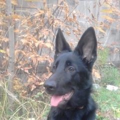 Подробнее об объявлении «Пропала собака Санкт-Петербург» Фото: пропала собака Восточно-европейская овчарка «Пропала собака Санкт-Петербург» в г. Санкт-Петербург