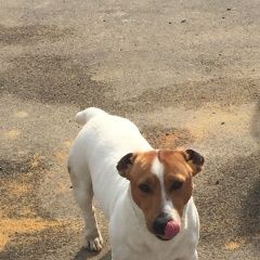 Подробнее об объявлении «Пропала собака кобель Тула» Фото: пропала собака Джек рассел терьер «Пропала собака кобель Тула» в г. Тула