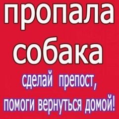 Подробнее об объявлении «Ростов-на-Дону Пропала собака кобель» Фото: пропала собака  «Ростов-на-Дону Пропала собака кобель» в г. Ростов-на-Дону
