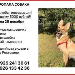 Подробнее об объявлении «Москва Пропала собака» Фото: пропала собака  «Москва Пропала собака» в г. Москва