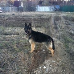 Подробнее об объявлении «Фрязино Пропала собака кобель овчарки» Фото: пропала собака Немецкая овчарка «Фрязино Пропала собака кобель овчарки» в г. Фрязино