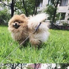 Подробнее об объявлении «Пропала собака кобель Санкт-Петербург» Фото: пропала собака Японский шпиц «Пропала собака кобель Санкт-Петербург» в г. Санкт-Петербург