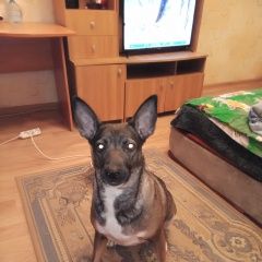 Подробнее об объявлении «Пропала собака Самара» Фото: пропала собака  «Пропала собака Самара» в г. Самара