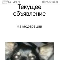 Подробнее об объявлении «Пропала собака кобель сильно переживаем Набережные Челны» Фото: пропала собака  «Пропала собака кобель сильно переживаем...» в г. Набережные Челны