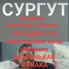 Подробнее об объявлении «Сургут Пропала собака кобель йорк в серебряном комбинезоне» Фото: пропала собака Йоркширский терьер «Сургут Пропала собака кобель йорк в серебряном...» в г. Сургут