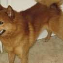 Подробнее об объявлении «Пропала собака кобель карело-финская лайка Санкт-Петербург» Фото: пропала собака  «Пропала собака кобель карело-финская лайка...» в г. Санкт-Петербург