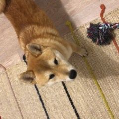 Подробнее об объявлении «Пропала собака кобель Санкт-Петербург» Фото: пропала собака  «Пропала собака кобель Санкт-Петербург» в г. Санкт-Петербург