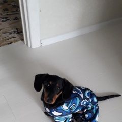 Подробнее об объявлении «Тюмень Пропала собака кобель потерялась собака в районе войновки» Фото: пропала собака Такса «Тюмень Пропала собака кобель потерялась собака...» в г. Тюмень