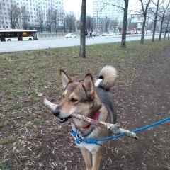 ����: ������� ������  �������� ������ ����� �� ������ ����� ������ � �. ������