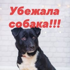 Подробнее об объявлении «Пропала собака Александров» Фото: пропала собака  «Пропала собака Александров» в г. Александров