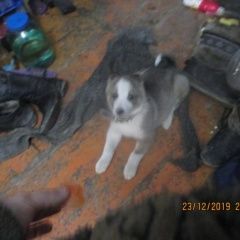 ����: ������� ������  �������� ������ ������ ����� �����. �������� � �. ��������