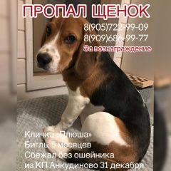 Подробнее об объявлении «Апрелевка Пропала собака кобель бигль просьба помочь» Фото: пропала собака Бигль «Апрелевка Пропала собака кобель бигль просьба...» в г. Апрелевка