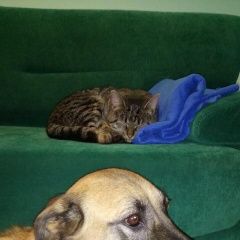 ����: ������� ������  �������� ������ �������� ����� �������� � �. ��������