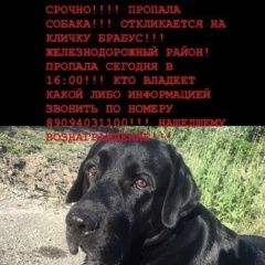 Подробнее об объявлении «Ростов-на-Дону Пропала собака кобель» Фото: пропала собака  «Ростов-на-Дону Пропала собака кобель» в г. Ростов-на-Дону
