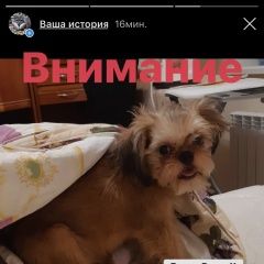 Подробнее об объявлении «Пропала собака кобель Ржев» Фото: пропала собака  «Пропала собака кобель Ржев» в г. Ржев