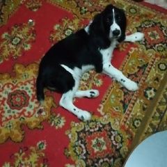 Подробнее об объявлении «Пропала собака кобель.. Михайловка» Фото: пропала собака Русский охотничий спаниель «Пропала собака кобель.. Михайловка» в г. Михайловка