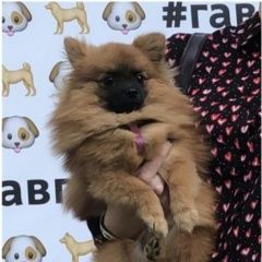 Подробнее об объявлении «Москва Пропала собака» Фото: пропала собака Померанский шпиц «Москва Пропала собака» в г. Москва