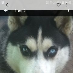 Подробнее об объявлении «Пропала собака кобель хаски Остров» Фото: пропала собака Сибирская хаски «Пропала собака кобель хаски Остров» в г. Остров