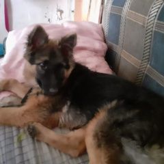 Подробнее об объявлении «Пропала собака Черепаново» Фото: пропала собака Немецкая овчарка «Пропала собака Черепаново» в г. Черепаново