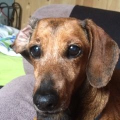 Подробнее об объявлении «Пропала собака Кировск» Фото: пропала собака Такса «Пропала собака Кировск» в г. Кировск