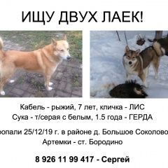 Подробнее об объявлении «Пропала собака Можайск» Фото: пропала собака  «Пропала собака Можайск» в г. Можайск