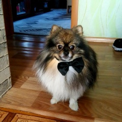 ����: ������� ������ �������� ���� ������������ ������� ������ ������� � �. �����������