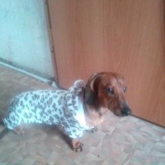 Подробнее об объявлении «Батайск Пропала собака кобель» Фото: пропала собака Такса «Батайск Пропала собака кобель» в г. Батайск