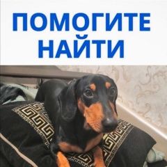 Подробнее об объявлении «Ростов-на-Дону Пропала собака кобель» Фото: пропала собака Такса «Ростов-на-Дону Пропала собака кобель» в г. Ростов-на-Дону