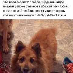 Подробнее об объявлении «Ростов-на-Дону Пропала собака кобель» Фото: пропала собака  «Ростов-на-Дону Пропала собака кобель» в г. Ростов-на-Дону