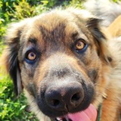 Подробнее об объявлении «Пропала собака Егорьевск» Фото: пропала собака Леонбергер «Пропала собака Егорьевск» в г. Егорьевск