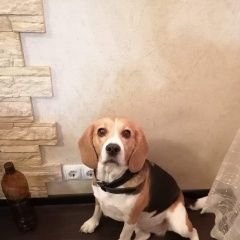 Подробнее об объявлении «Пропала собака Москва» Фото: пропала собака Бигль «Пропала собака Москва» в г. Москва