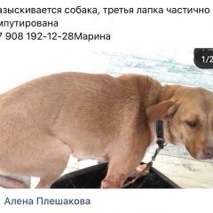 Подробнее об объявлении «Ростов-на-Дону Пропала собака» Фото: пропала собака  «Ростов-на-Дону Пропала собака» в г. Ростов-на-Дону